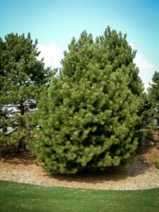 Сосна Чёрная (Pinus Nigra) купить по цене от 270.00р. в интернет-магазине «Посадика» с доставкой почтой в в Почепе и по всей России – [изображение №1].