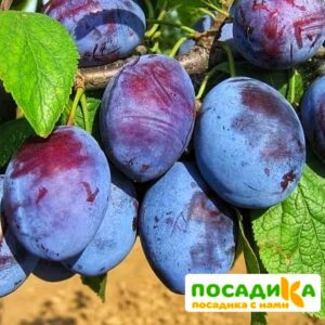 Слива Чачакская ранняя купить по цене от 229.00р. в интернет-магазине «Посадика» с доставкой почтой в в Почепе и по всей России – [изображение №1].