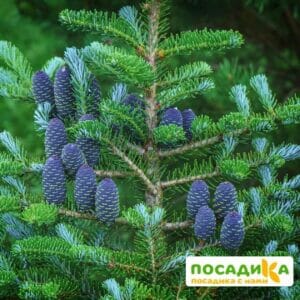 Пихта корейская (Abies koreana) купить по цене от 450.00р. в интернет-магазине «Посадика» с доставкой почтой в в Почепе и по всей России – [изображение №1].