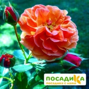 Роза Арабия купить по цене от 350.00р. в интернет-магазине «Посадика» с доставкой почтой в в Почепе и по всей России – [изображение №1].