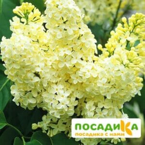 Сирень Примроуз (Primrose) купить по цене от 529.00р. в интернет-магазине «Посадика» с доставкой почтой в в Почепе и по всей России – [изображение №1].