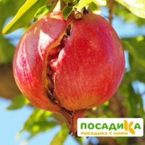 Гранат Гюлоша розовая купить по цене от 335.00р. в интернет-магазине «Посадика» с доставкой почтой в в Почепе и по всей России – [изображение №1].
