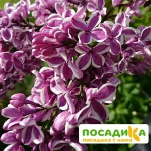 Сирень Сенсация купить по цене от 529.00р. в интернет-магазине «Посадика» с доставкой почтой в в Почепе и по всей России – [изображение №1].