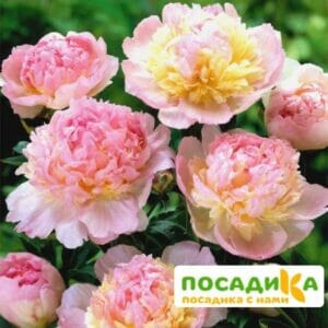 Пион Распберри Сандей (Paeonia Raspberry Sundae) купить по цене от 959р. в интернет-магазине «Посадика» с доставкой почтой в в Почепе и по всей России – [изображение №1].