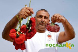 Клубника Гигант Джорнея купить по цене от 266р. в интернет-магазине «Посадика» с доставкой почтой в в Почепе и по всей России – [изображение №1].