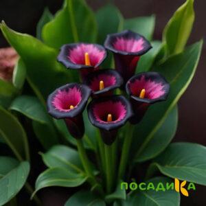 Калла Аура Лейс купить по цене от 400р. в интернет-магазине «Посадика» с доставкой почтой в в Почепе и по всей России – [изображение №1].