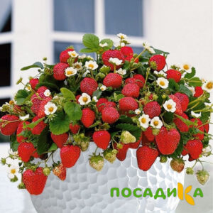 Клубника Рубиновый Шепот (горшечная) купить по цене от 240р. в интернет-магазине «Посадика» с доставкой почтой в в Почепе и по всей России – [изображение №1].