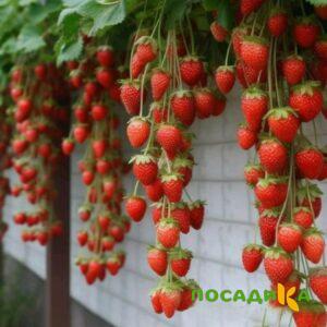 Клубника вьющаяся Комплимент купить по цене от 470р. в интернет-магазине «Посадика» с доставкой почтой в в Почепе и по всей России – [изображение №1].
