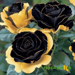 Роза Ханни Сикл купить по цене от 700р. в интернет-магазине «Посадика» с доставкой почтой в в Почепе и по всей России – [изображение №1].