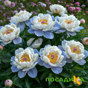 Пион акварельный Этюд купить по цене от 806р. в интернет-магазине «Посадика» с доставкой почтой в в Почепе и по всей России – [изображение №1].
