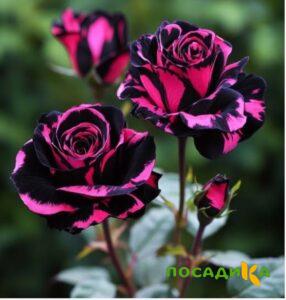 Роза Багровый Шепот купить по цене от 366р. в интернет-магазине «Посадика» с доставкой почтой в в Почепе и по всей России – [изображение №1].