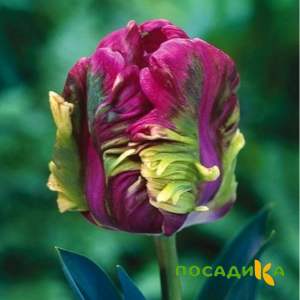 Тюльпан Экзотик Хэвен купить по цене от 186р. в интернет-магазине «Посадика» с доставкой почтой в в Почепе и по всей России – [изображение №1].