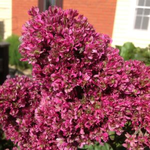 Флокс Филингс купить по цене от 329р. в интернет-магазине «Посадика» с доставкой почтой в в Почепе и по всей России – [изображение №1].