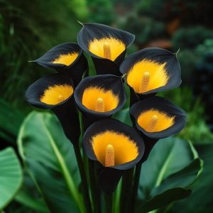 Калла Легато купить по цене от 620р. в интернет-магазине «Посадика» с доставкой почтой в в Почепе и по всей России – [изображение №1].