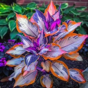 Хоста Эмеральд Тиара купить по цене от 602р. в интернет-магазине «Посадика» с доставкой почтой в в Почепе и по всей России – [изображение №1].