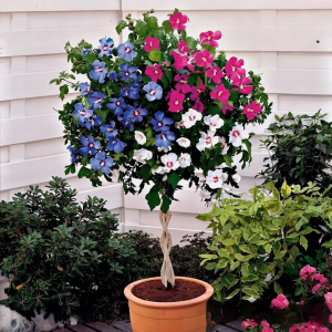 Гибискус-Дерево Триколор купить по цене от 289р. в интернет-магазине «Посадика» с доставкой почтой в в Почепе и по всей России – [изображение №1].