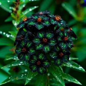 Флокс Ривьера купить по цене от 299р. в интернет-магазине «Посадика» с доставкой почтой в в Почепе и по всей России – [изображение №1].