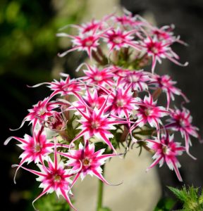 Флокс Метельчатый Путь купить по цене от 456р. в интернет-магазине «Посадика» с доставкой почтой в в Почепе и по всей России – [изображение №1].