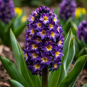 Гиацинт Вельвет Колор купить по цене от 2099р. в интернет-магазине «Посадика» с доставкой почтой в в Почепе и по всей России – [изображение №1].