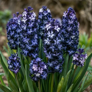 Гиацинт Блум Клауд купить по цене от 2099р. в интернет-магазине «Посадика» с доставкой почтой в в Почепе и по всей России – [изображение №1].