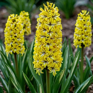 Гиацинт Сансет Голд купить по цене от 2099р. в интернет-магазине «Посадика» с доставкой почтой в в Почепе и по всей России – [изображение №1].