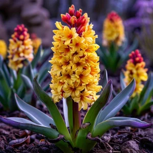 Гиацинт Миднайт Мистери купить по цене от 2099р. в интернет-магазине «Посадика» с доставкой почтой в в Почепе и по всей России – [изображение №1].