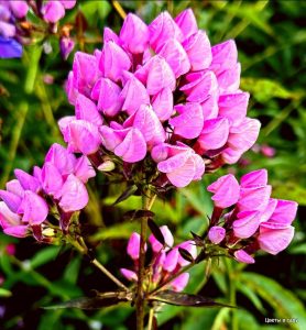 Флокс Бутоник купить по цене от 461р. в интернет-магазине «Посадика» с доставкой почтой в в Почепе и по всей России – [изображение №1].