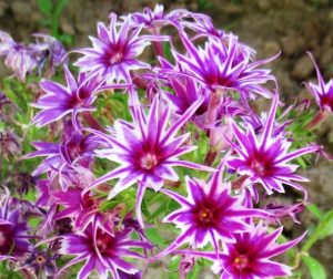 Флокс Звездное Кружево купить по цене от 361р. в интернет-магазине «Посадика» с доставкой почтой в в Почепе и по всей России – [изображение №1].