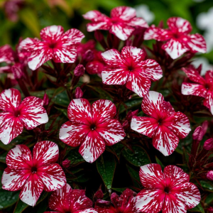 Флокс Ливер Гриммер купить по цене от 590р. в интернет-магазине «Посадика» с доставкой почтой в в Почепе и по всей России – [изображение №1].